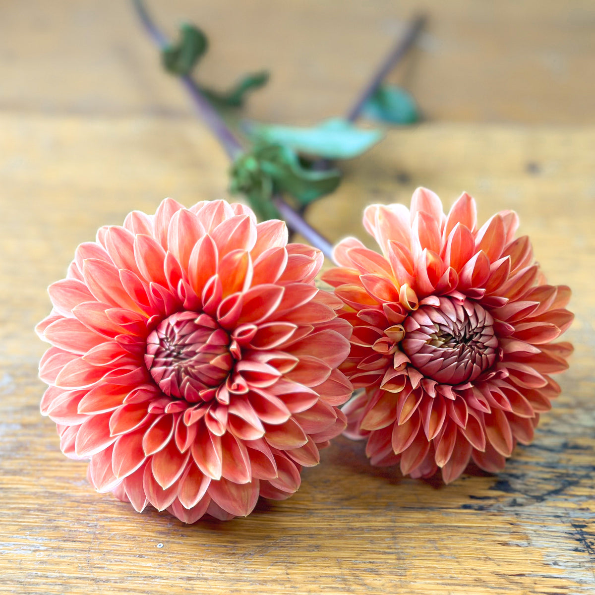 Rossendale Peach 81 Petals