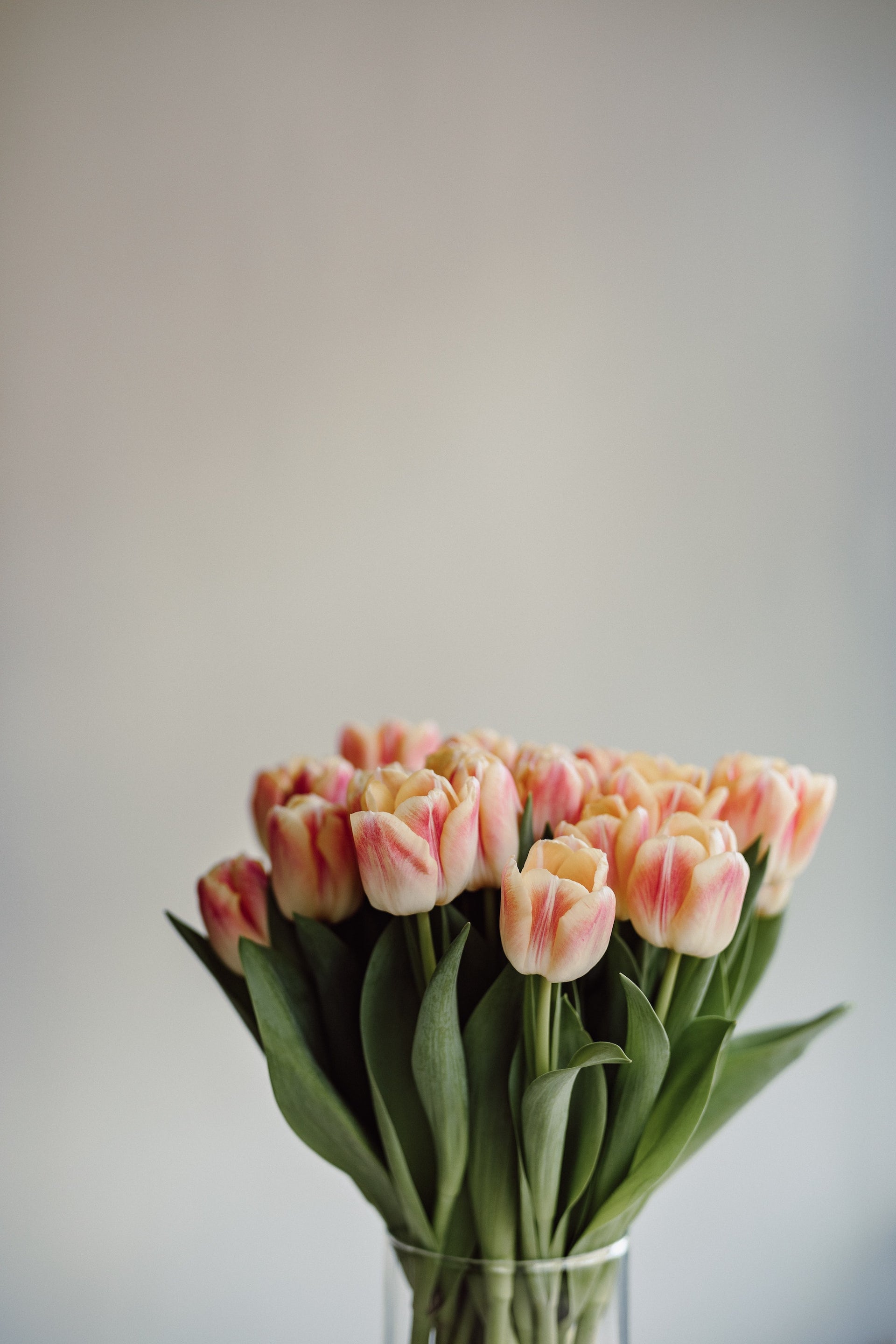 Tulips, Peonies & Spring Bulbs