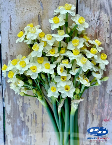 Narcissus- Avalanche