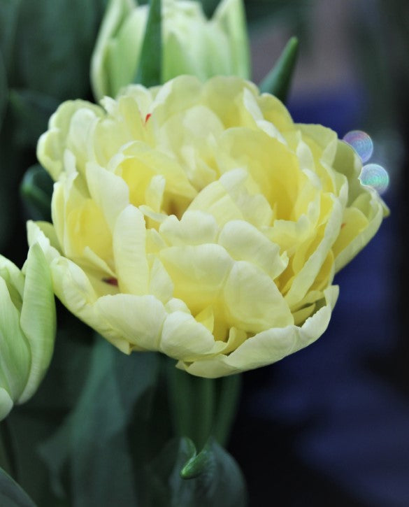 Tulip- Avant Garde