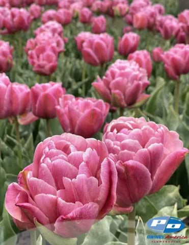 Tulip- Beach Berry