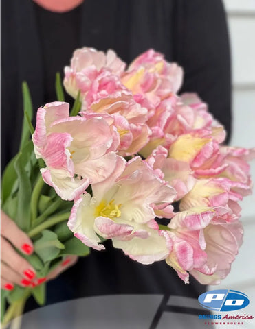 Tulip- Cabanna