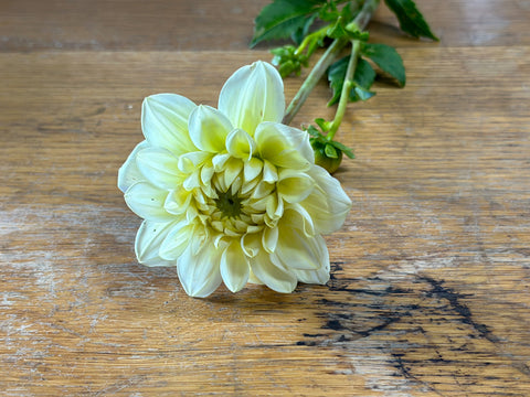 Caramel Antique
