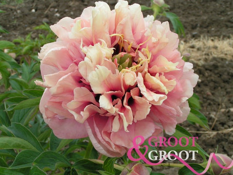 Peony- Caroline Constabel
