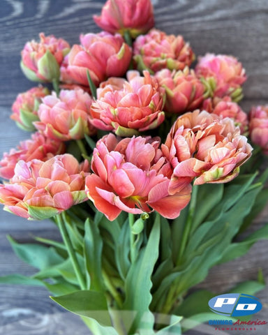 Tulip- Copper Image