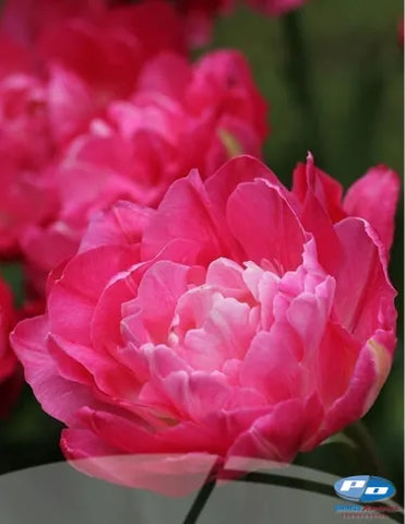 Tulip- Double Sugar