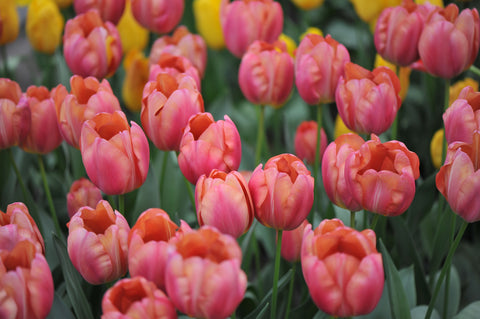 Tulip- Flevo Passion