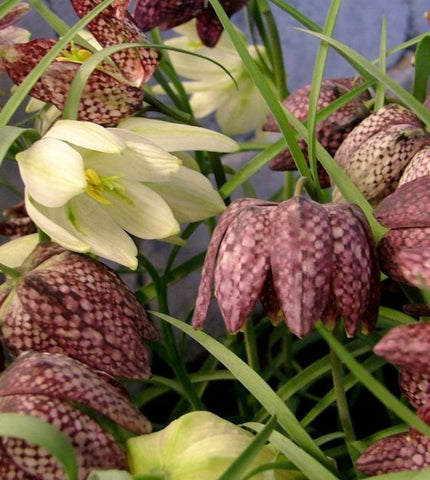Fritillaria Meleagris Mix