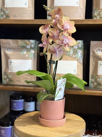 Mini Peach Phalaenopsis w/ Pink Pot