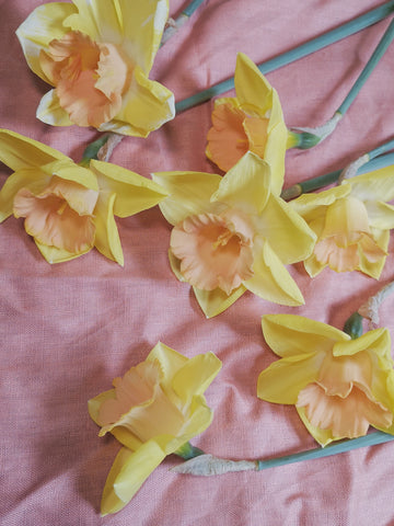 Narcissus- Tom Pouce
