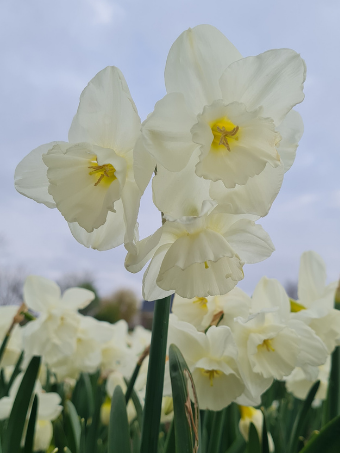 Narcissus- Elvins Voice