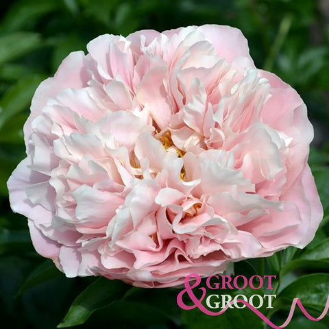Peony- Pastelorama