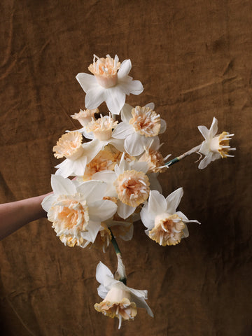 Narcissus- Petit Four