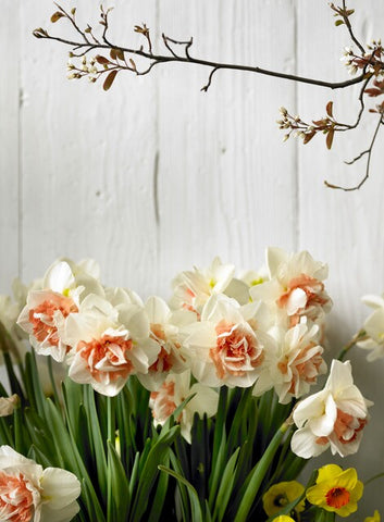 Narcissus- Pink Paradise