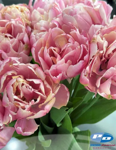 Tulip- Pink Star