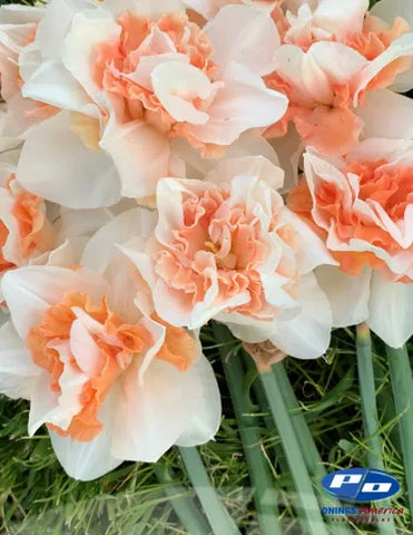 Narcissus- Replete