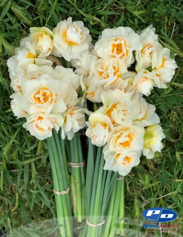 Narcissus- Tahoe Valley