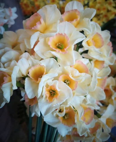 Narcissus- Yazz