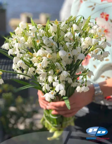 Leucojum Aestivum Gravetye Giant