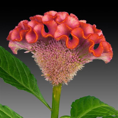Celosia (Cockscomb)- Rose