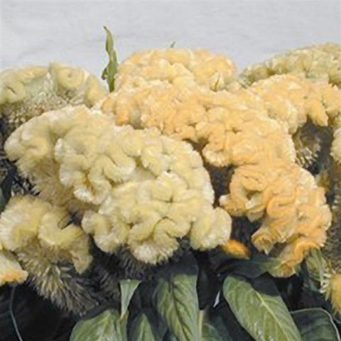 Celosia (Cockscomb)- Lemon Lime