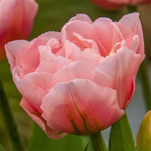 Tulip- Dreamer