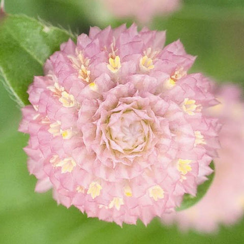 Gomphrena- Las Vegas Pink