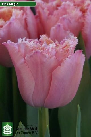 Tulip- Pink Magic