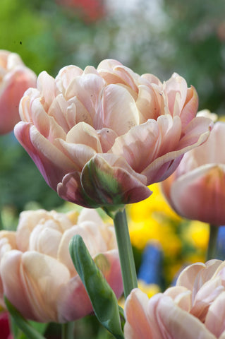Tulip- La Belle Epoque
