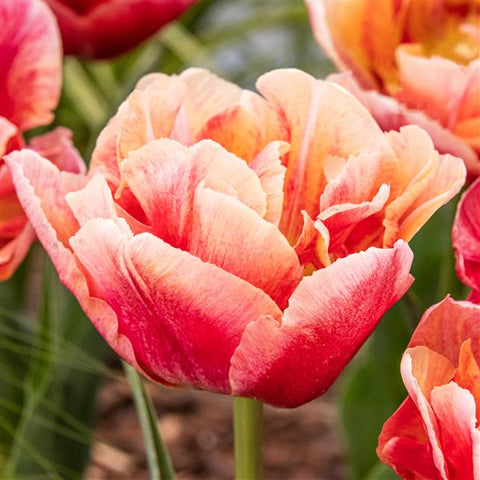 Tulip- Verona Sunrise