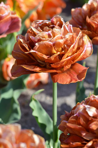 Tulip- Brownie