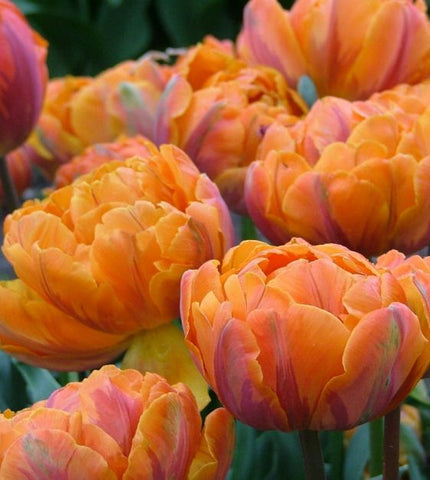 Tulip- Orange Princess