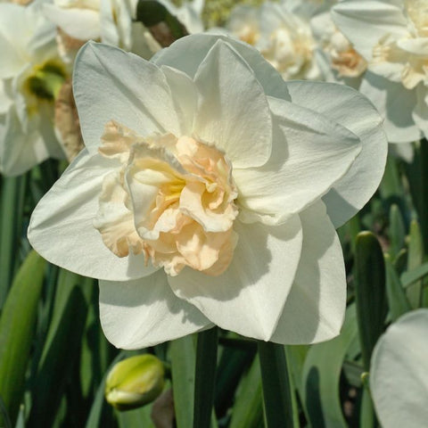 Tender Beauty